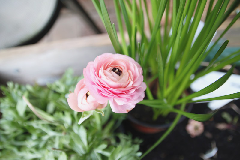 Ranunculus Plant