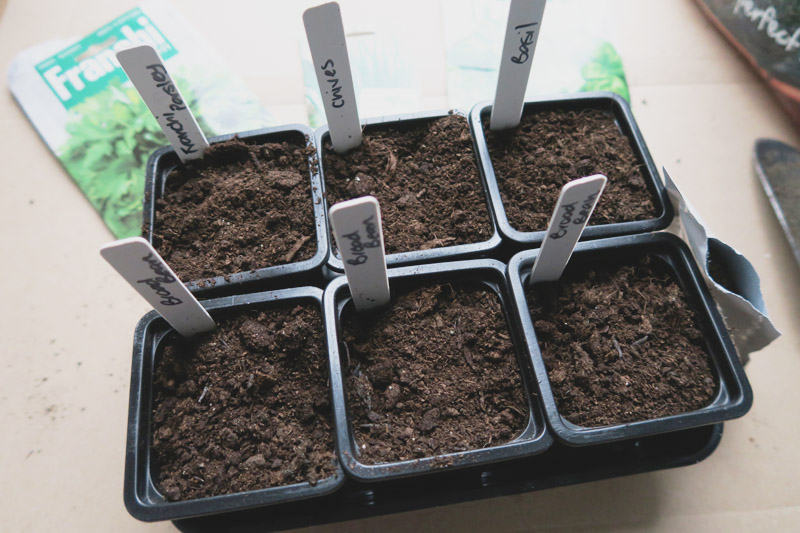 Vegetable Garden, Sowing Seeds