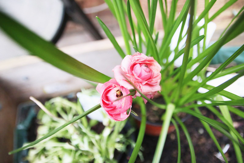 Garden, Ranunculus