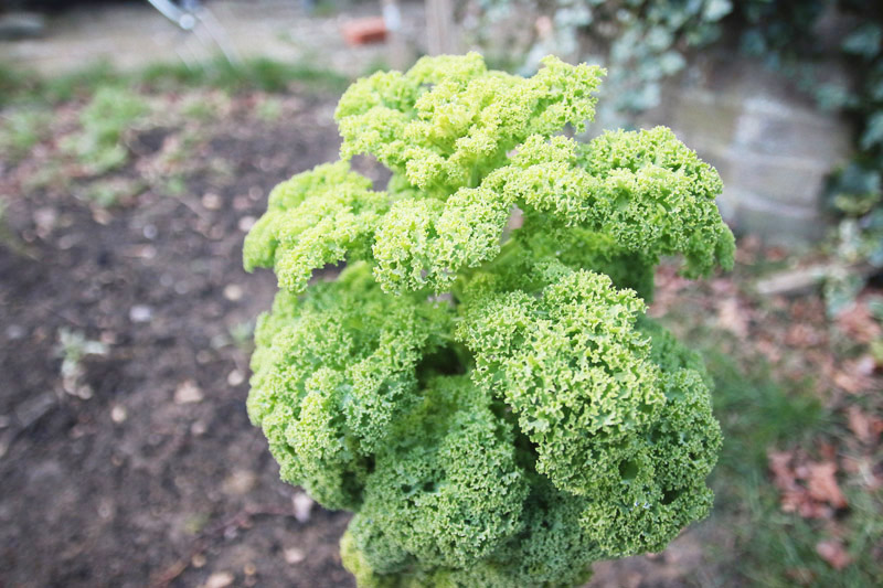 Vegetable Garden, Kale