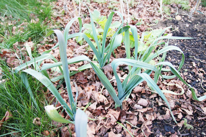 Vegetable Garden, Leeks