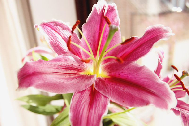 Lily Flower