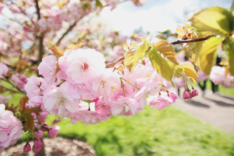 Kew Botanical Gardens, London