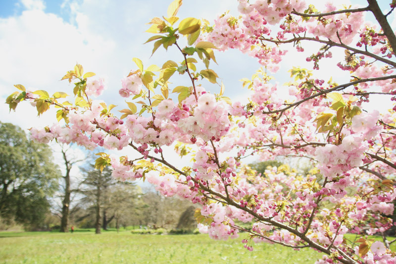 Kew Botanical Gardens, London