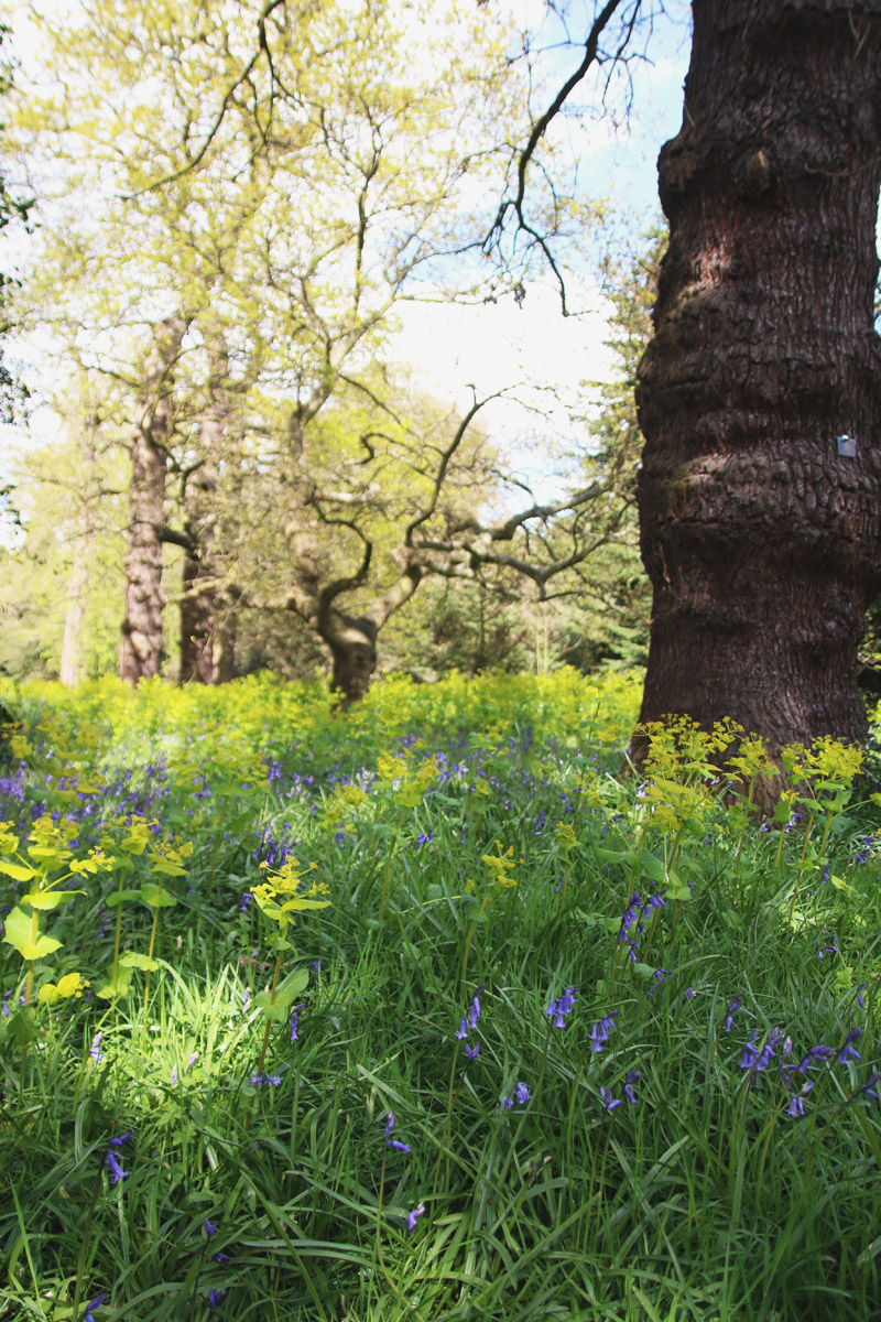 Kew Botanical Gardens, London