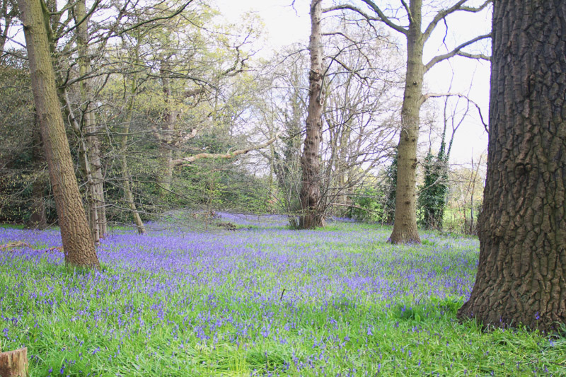 Kew Botanical Gardens, London