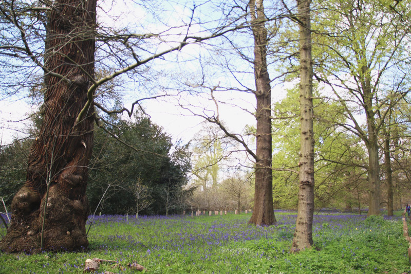 Kew Botanical Gardens, London