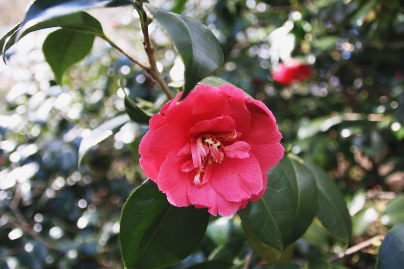 Kew Botanical Gardens, London