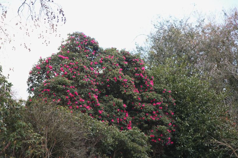 Kew Botanical Gardens, London