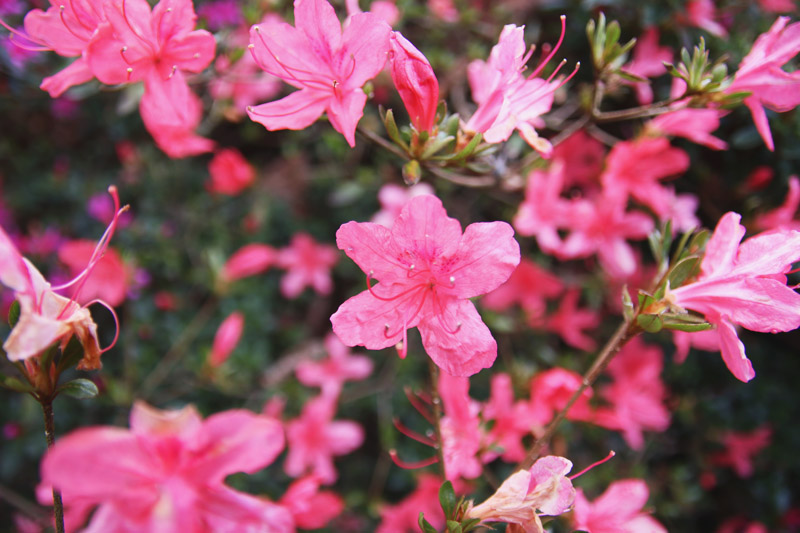 Kew Botanical Gardens, London