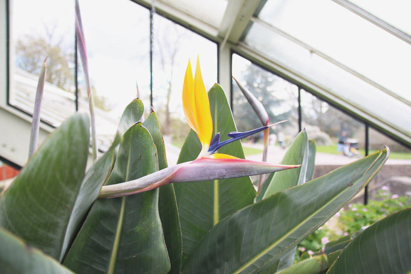 Kew Botanical Gardens, London