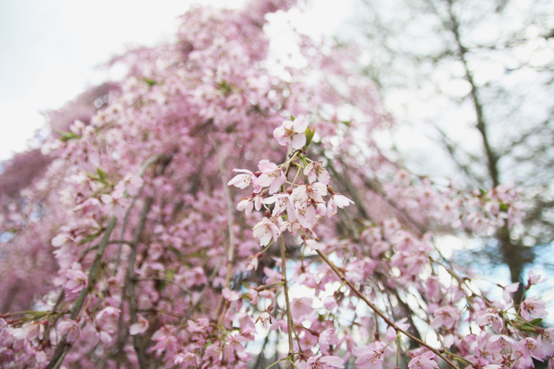 Kew Botanical Gardens, London