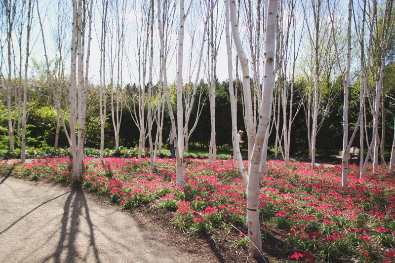 Anglesey Abbey, Cambridge Tulips, Tulipia