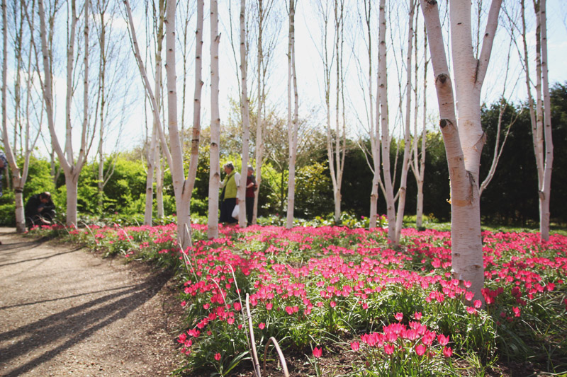 Anglesey Abbey, Cambridge Tulips, Tulipia