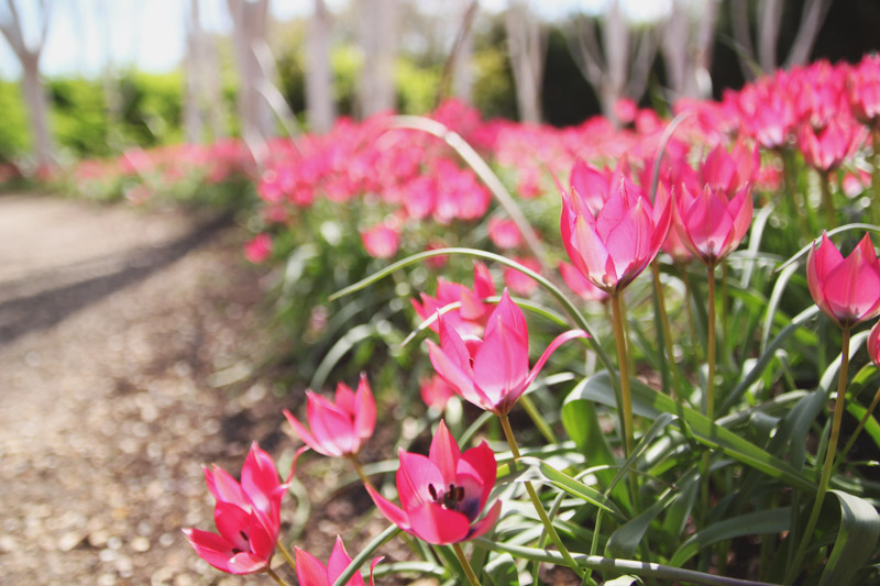 Anglesey Abbey, Cambridge Tulips, Tulipia