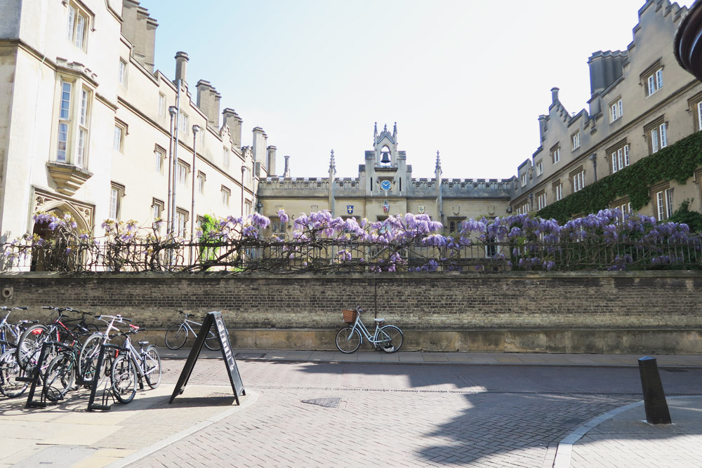 Punts in Cambridge