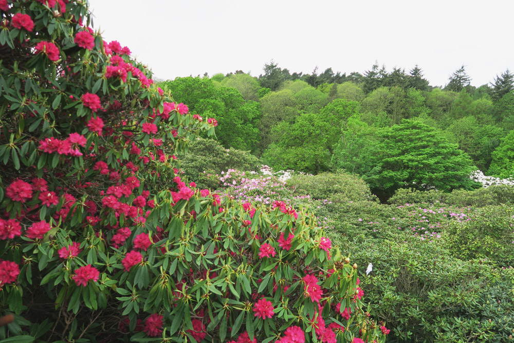 Rhododendrons at Sheringham Park