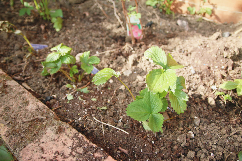 Vegetable Garden / Strawberry Plants