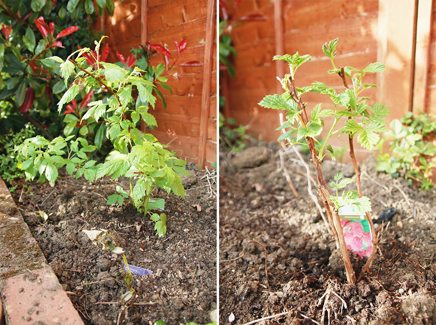 Vegetable Garden / Raspberry Plants