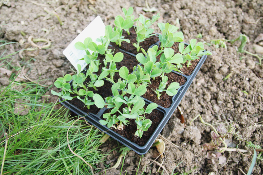 Vegetable Garden / Peas