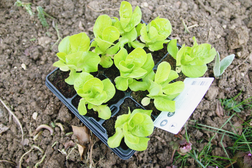 Vegetable Garden / Little Gem Lettuce