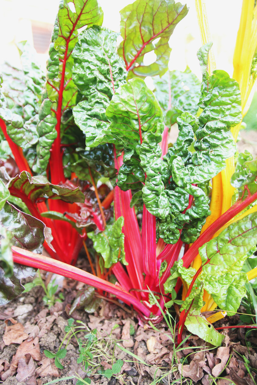 Vegetable Garden / Rainbow Chard Harvest