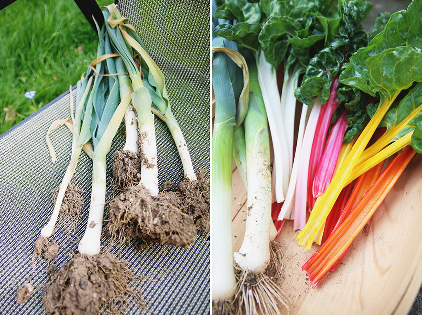 Vegetable Garden / Rainbow Chard & Leek Harvest