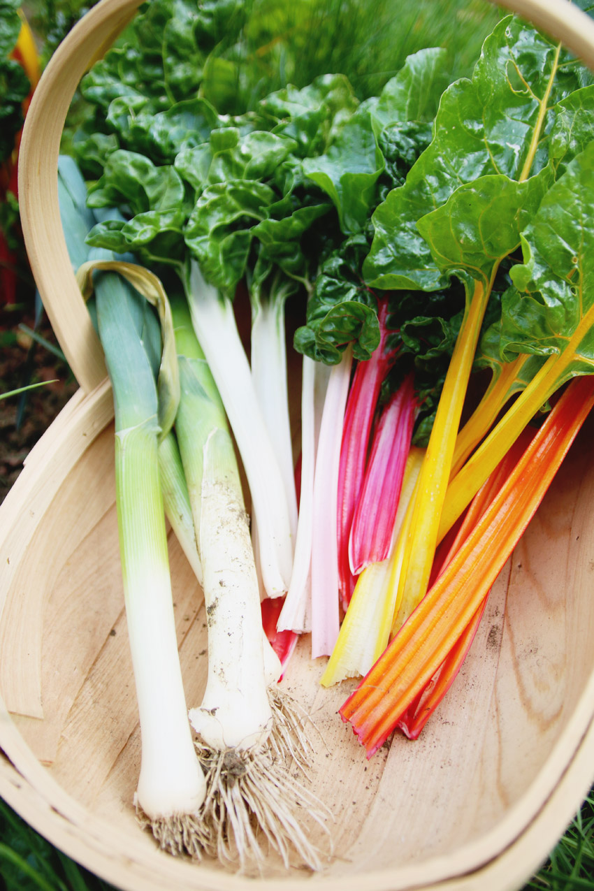 Vegetable Garden / Rainbow Chard Harvest
