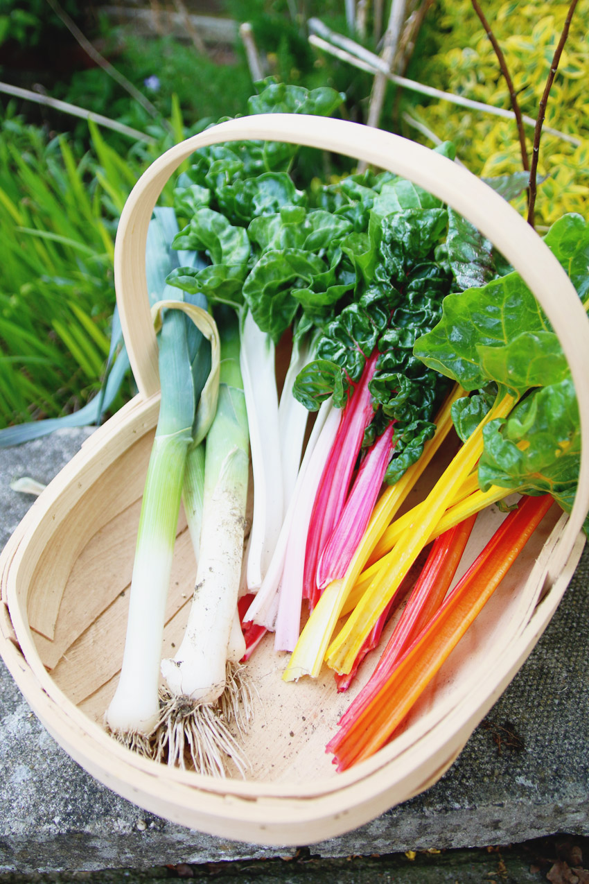 Vegetable Garden / Rainbow Chard Harvest