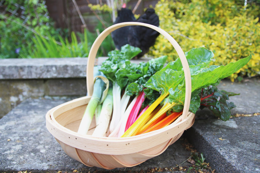 Vegetable Garden / Rainbow Chard Harvest