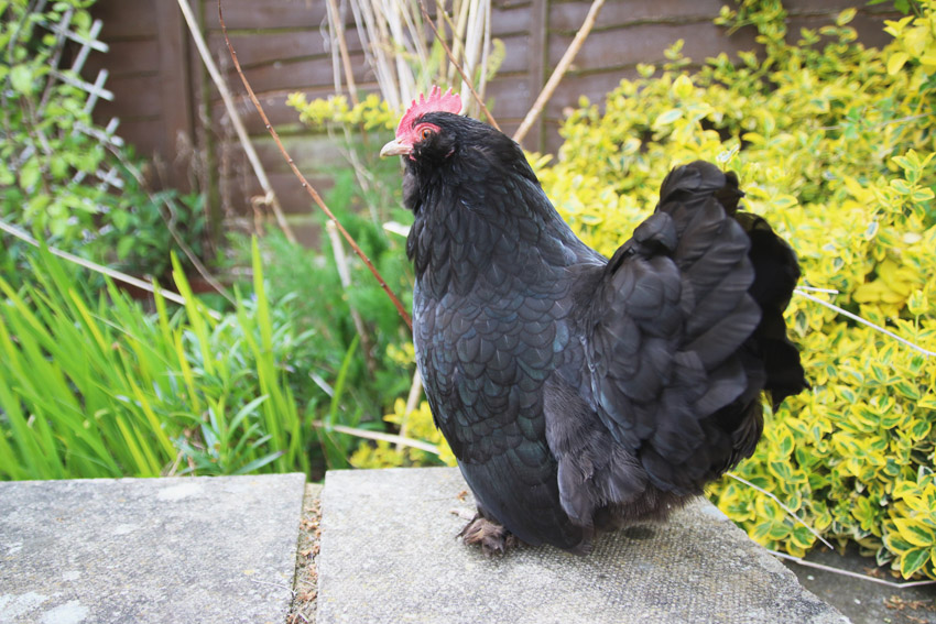 Vegetable Garden / Bella, Bantam