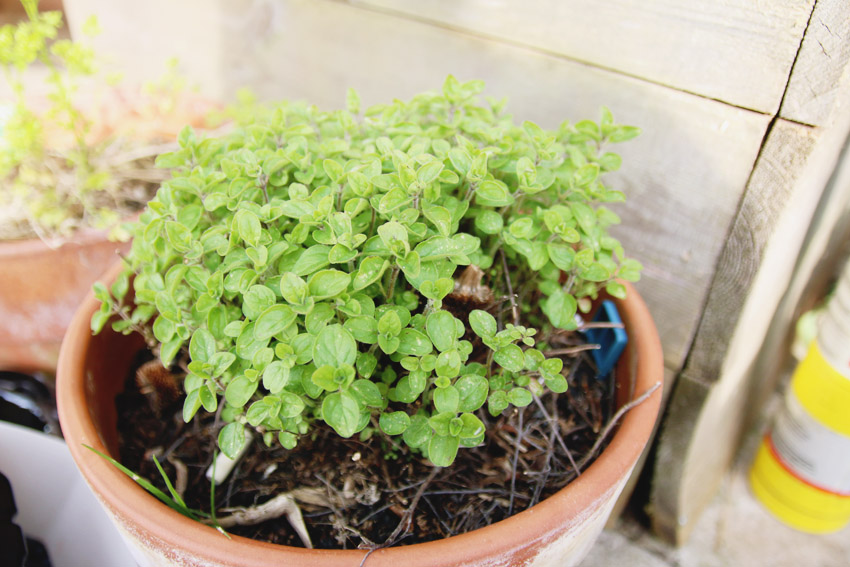 Vegetable Garden / Oregano