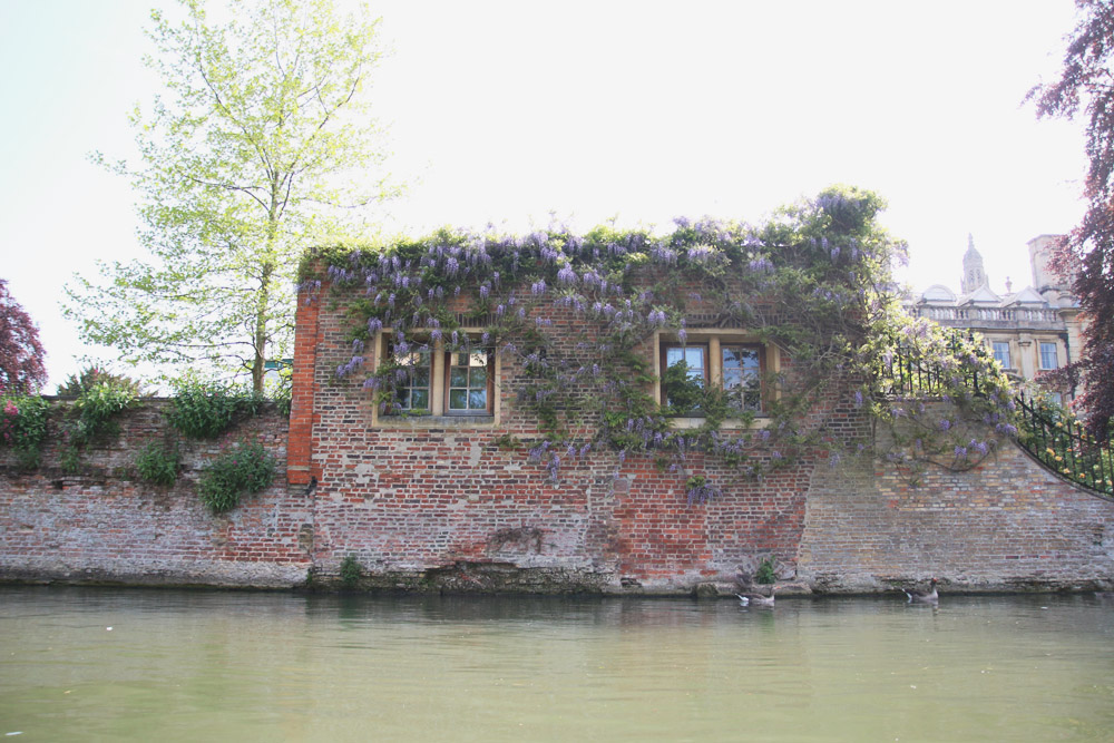 Punts in Cambridge