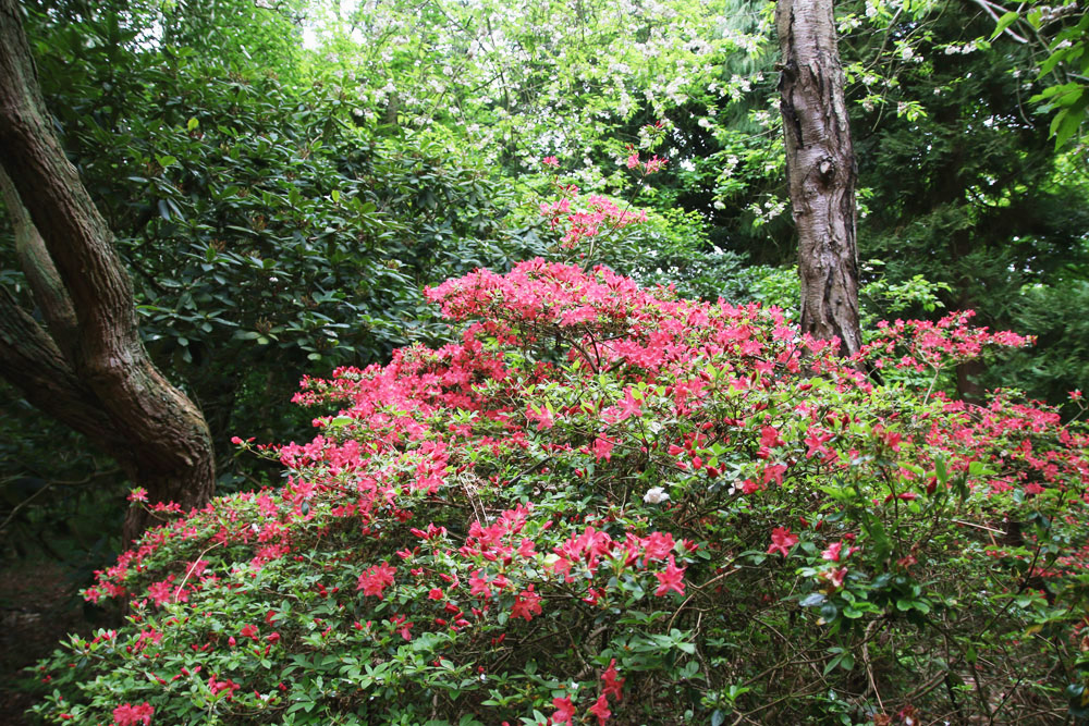 Rhododendrons at Sheringham Park