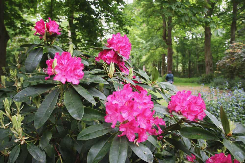 Rhododendrons at Sheringham Park