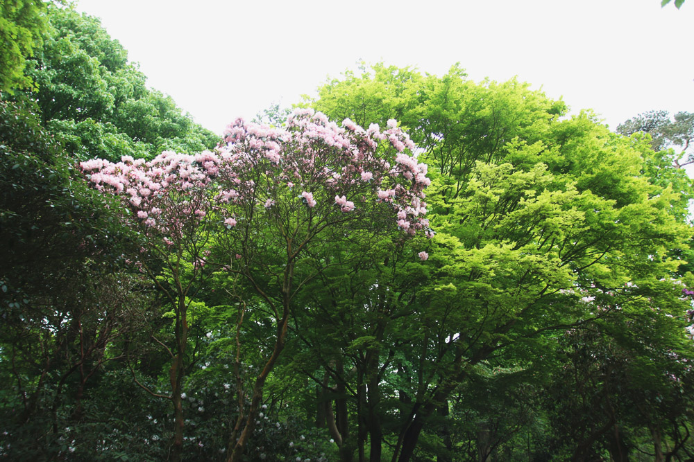 Rhododendrons at Sheringham Park