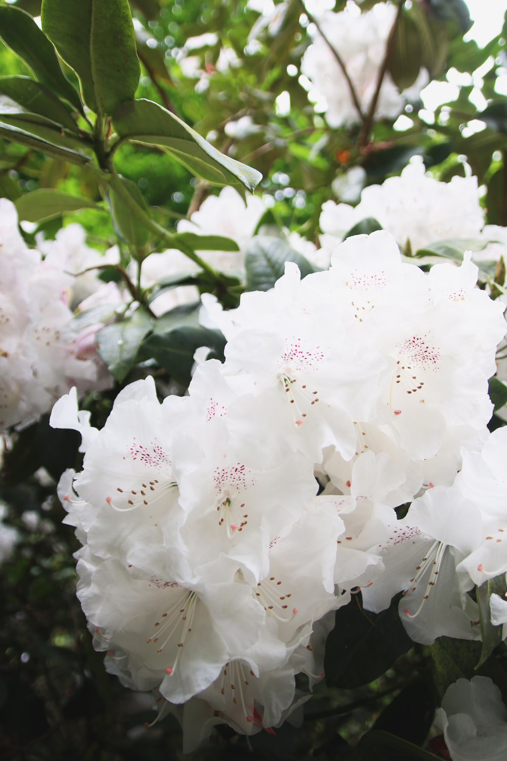 Rhododendrons at Sheringham Park