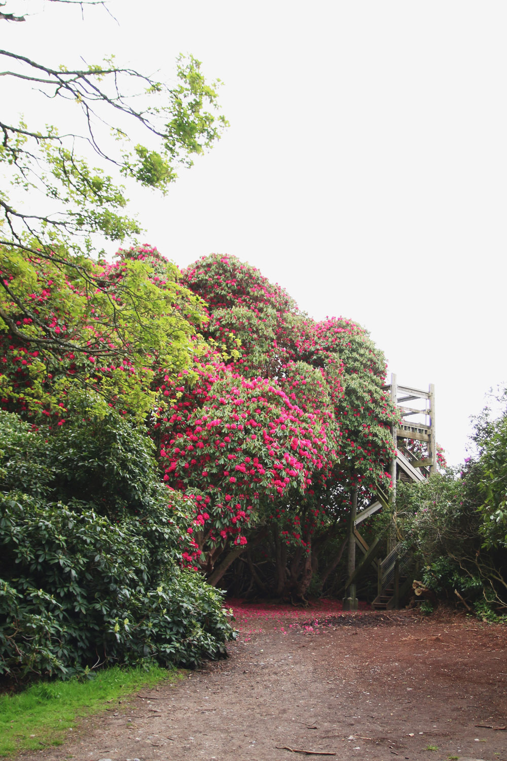 Rhododendrons at Sheringham Park