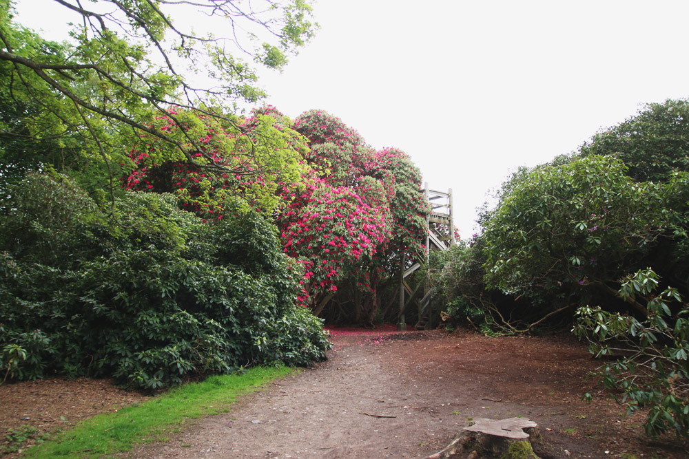 Rhododendrons at Sheringham Park