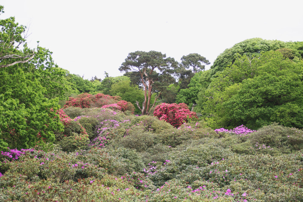 Rhododendrons at Sheringham Park