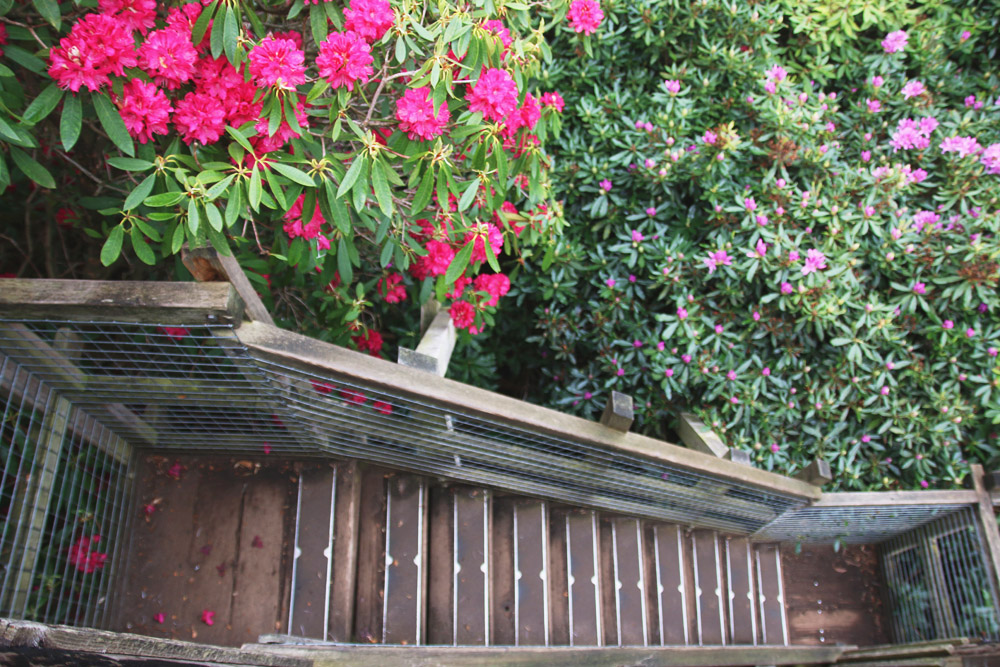 Rhododendrons at Sheringham Park