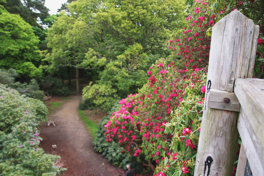 Rhododendrons at Sheringham Park