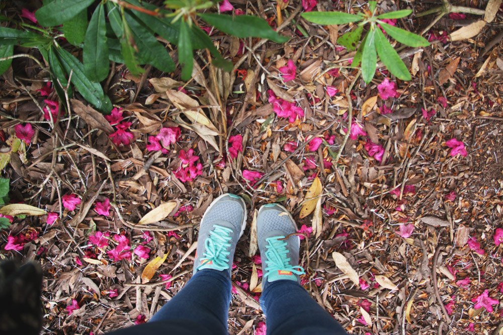 Rhododendrons at Sheringham Park