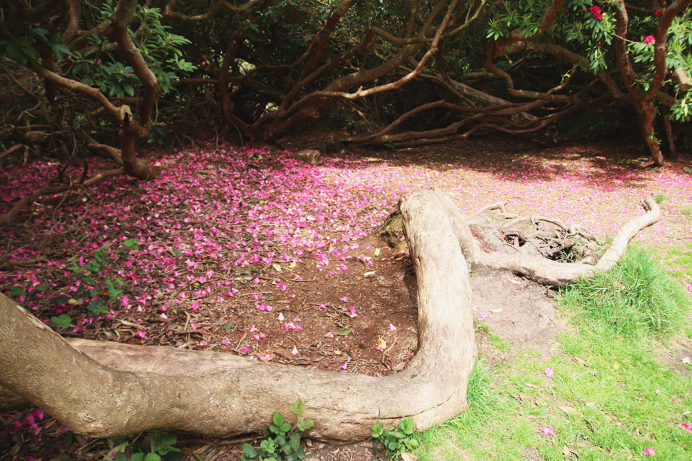 Rhododendrons at Sheringham Park