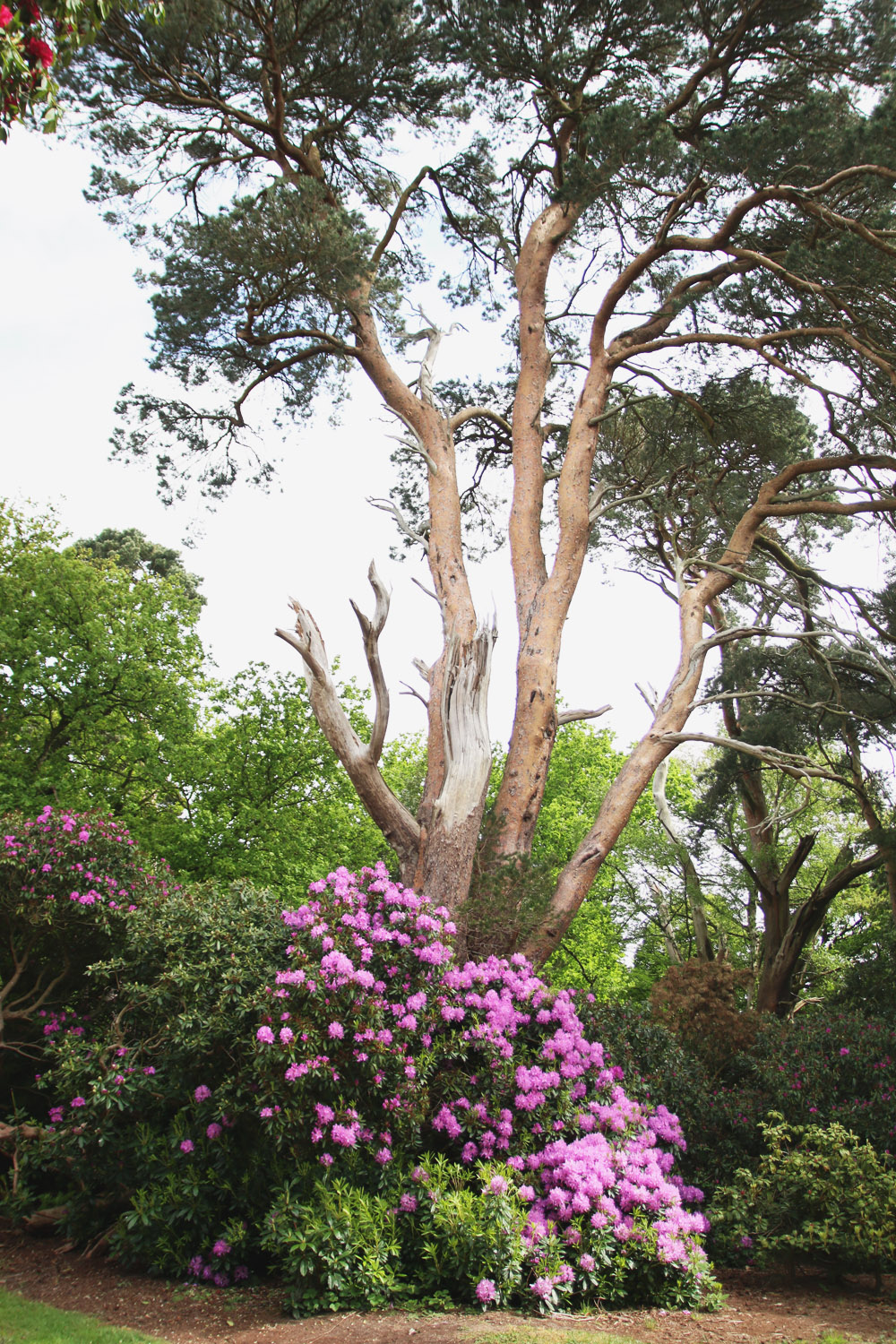 Rhododendrons at Sheringham Park