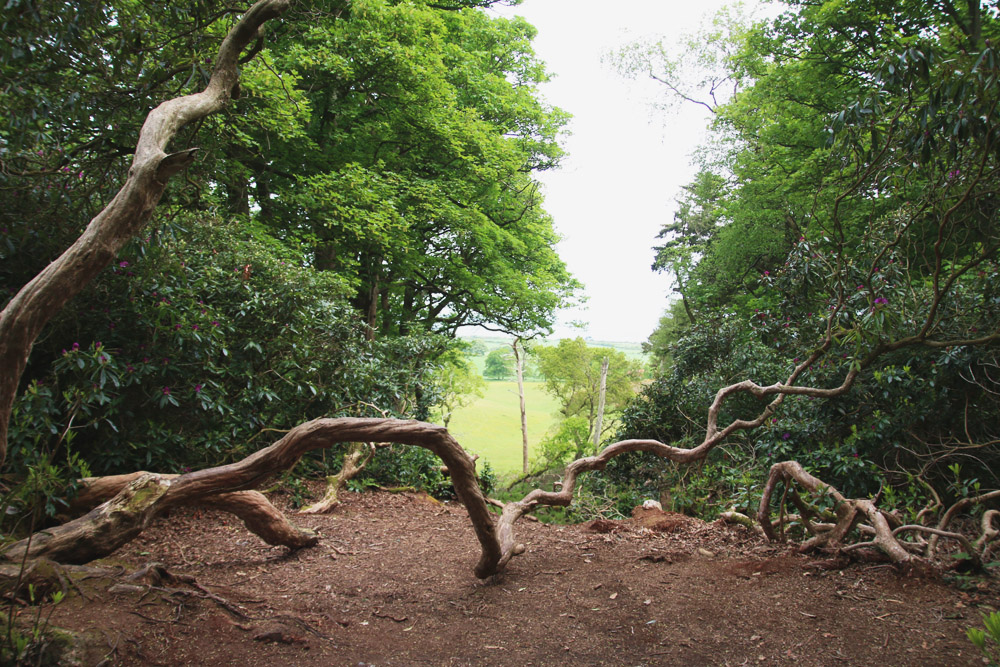 Rhododendrons at Sheringham Park