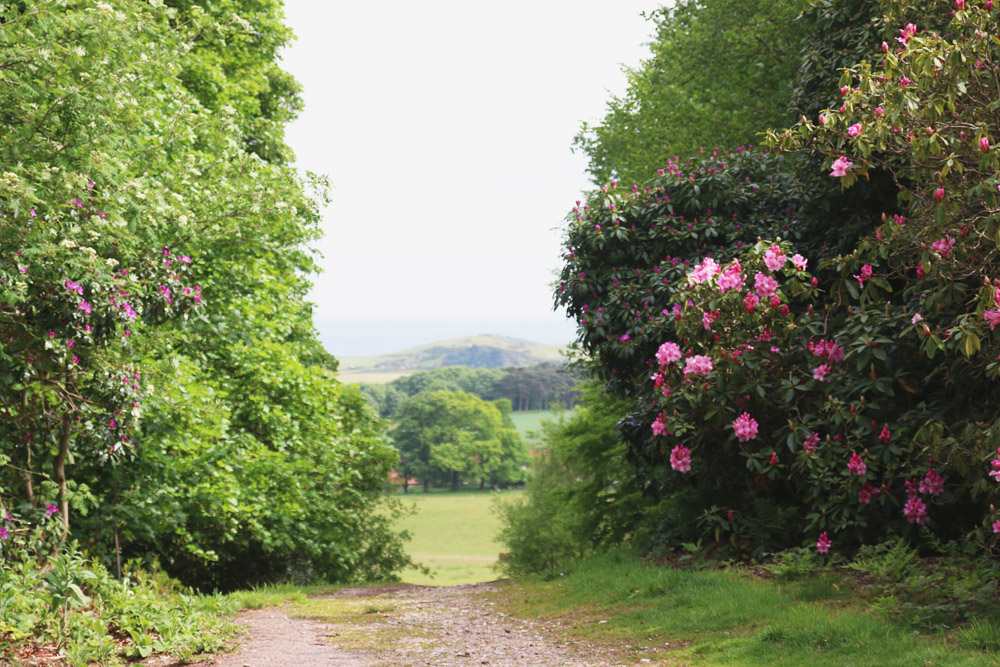 Rhododendrons at Sheringham Park