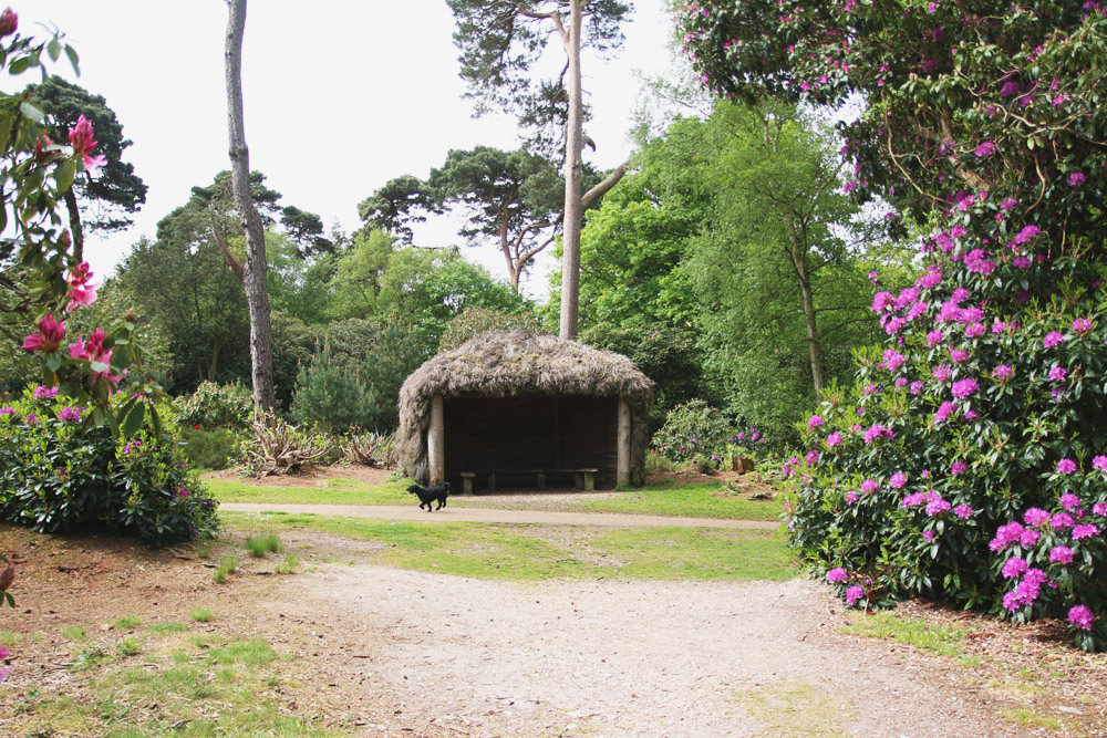 Rhododendrons at Sheringham Park