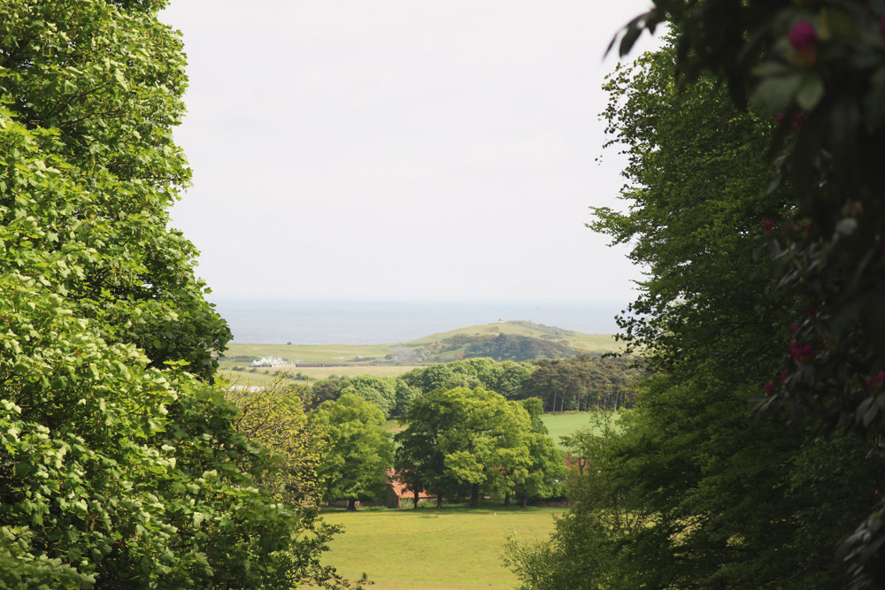 Rhododendrons at Sheringham Park