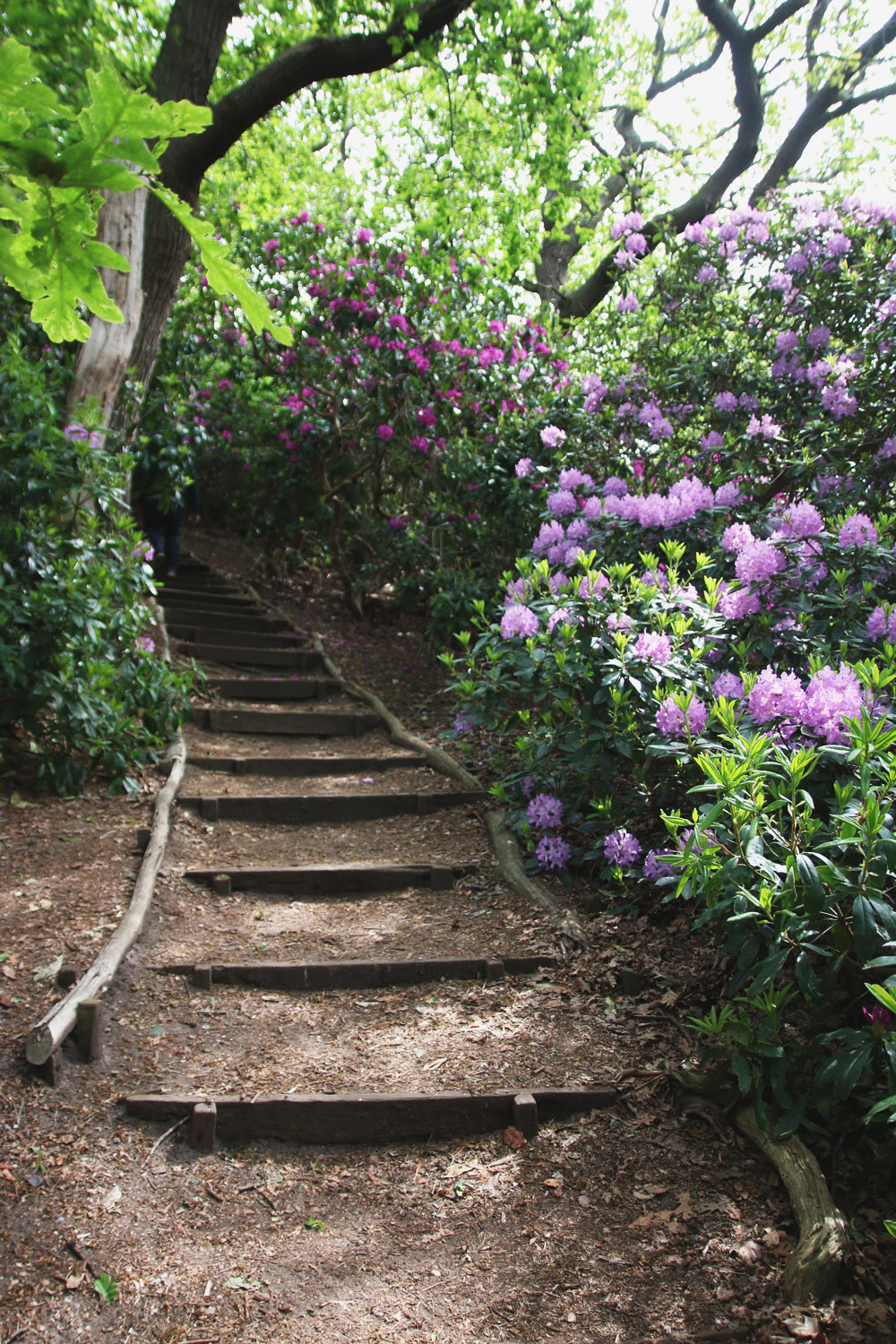 Rhododendrons at Sheringham Park